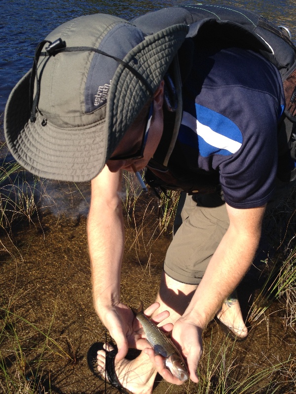 Creek Chub in the Penobscot near Stacyville