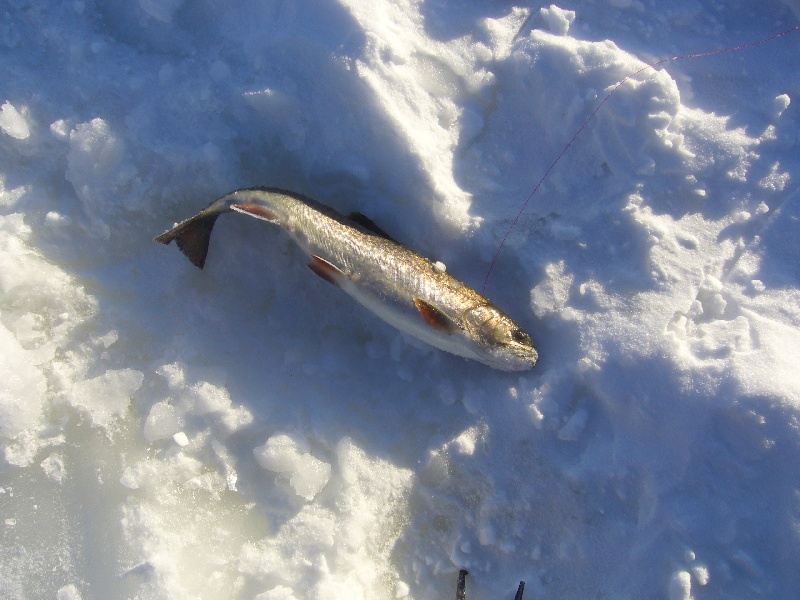Greenville fishing photo 0