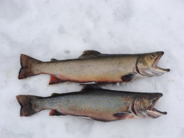 2 nice trout caught on Pemiquid Pond near Damariscotta-Newcastle