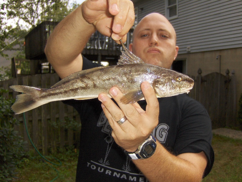 The King Fish and I