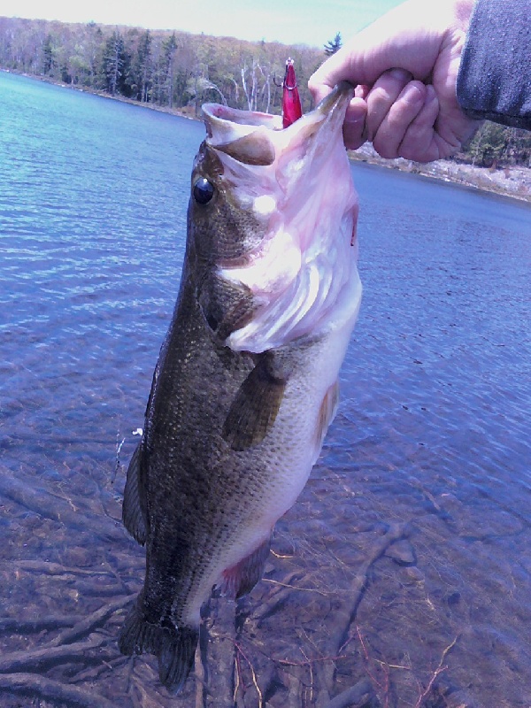 5 and a half lbs